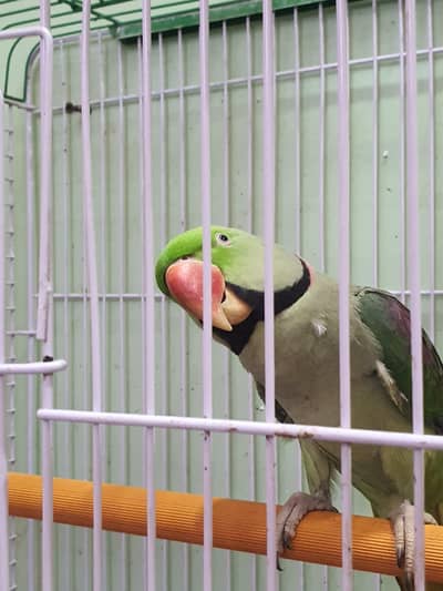 Healthy Raw Parrot with A-1 Cage for Sale in Karachi