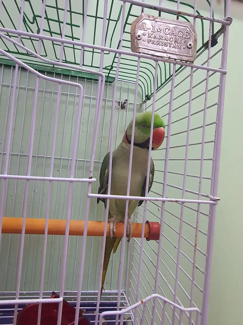 Healthy Raw Parrot with A-1 Cage for Sale in Karachi — photo 2