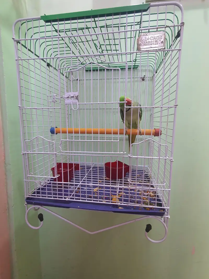 Healthy Raw Parrot with A-1 Cage for Sale in Karachi — photo 4