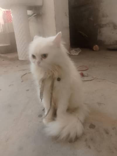 persion cat for sale