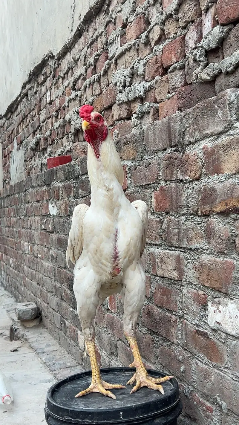 White Shamo King Pair with chicks — photo 2