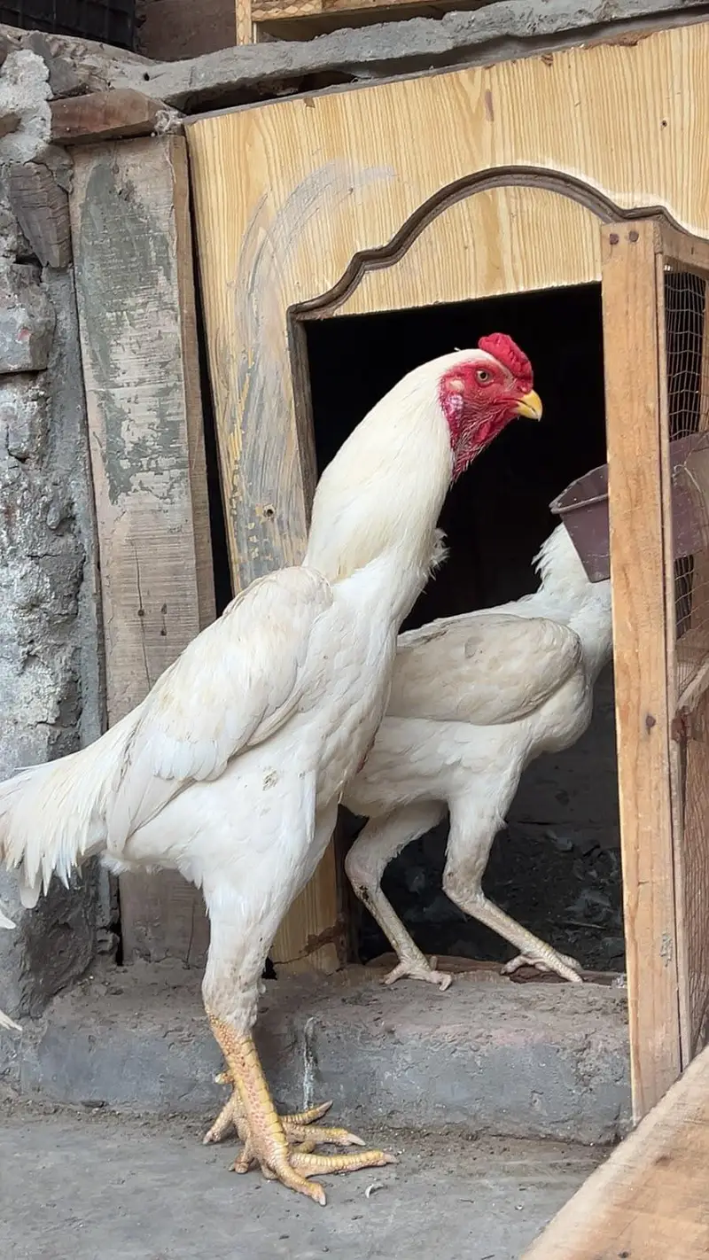White Shamo King Pair with chicks — photo 3