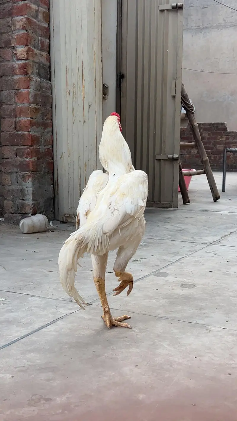 White Shamo King Pair with chicks — photo 7