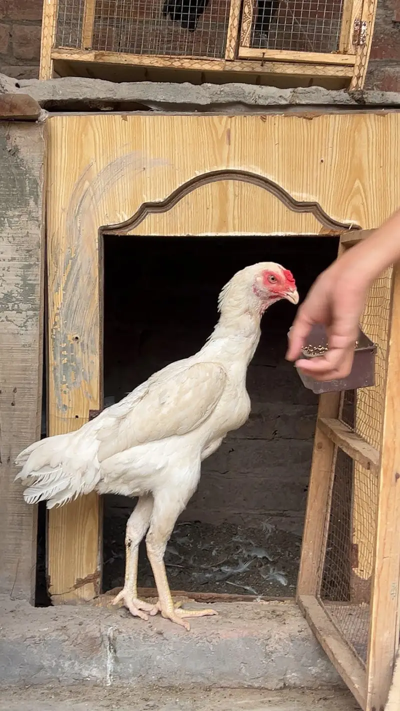 White Shamo King Pair with chicks — photo 8