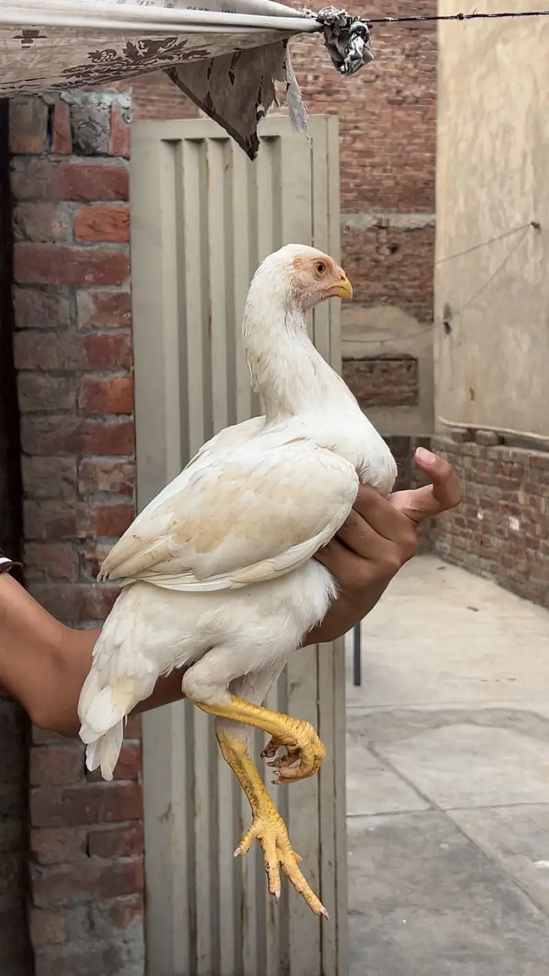 White Shamo King Pair with chicks — photo 9