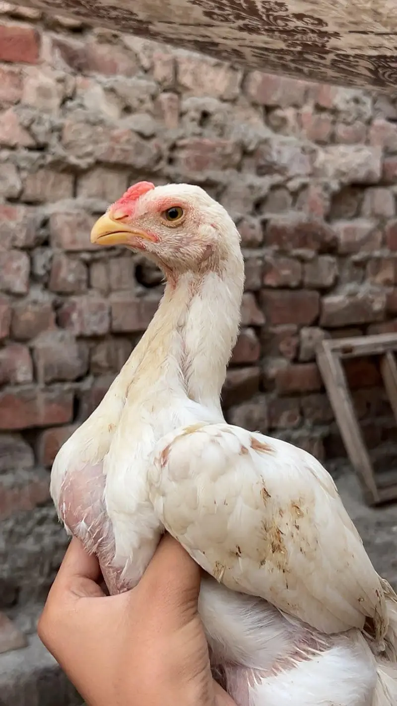 White Shamo King Pair with chicks — photo 10