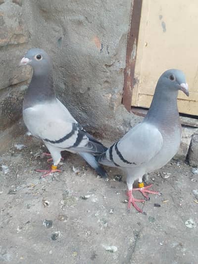 pigeon for slae03468573080