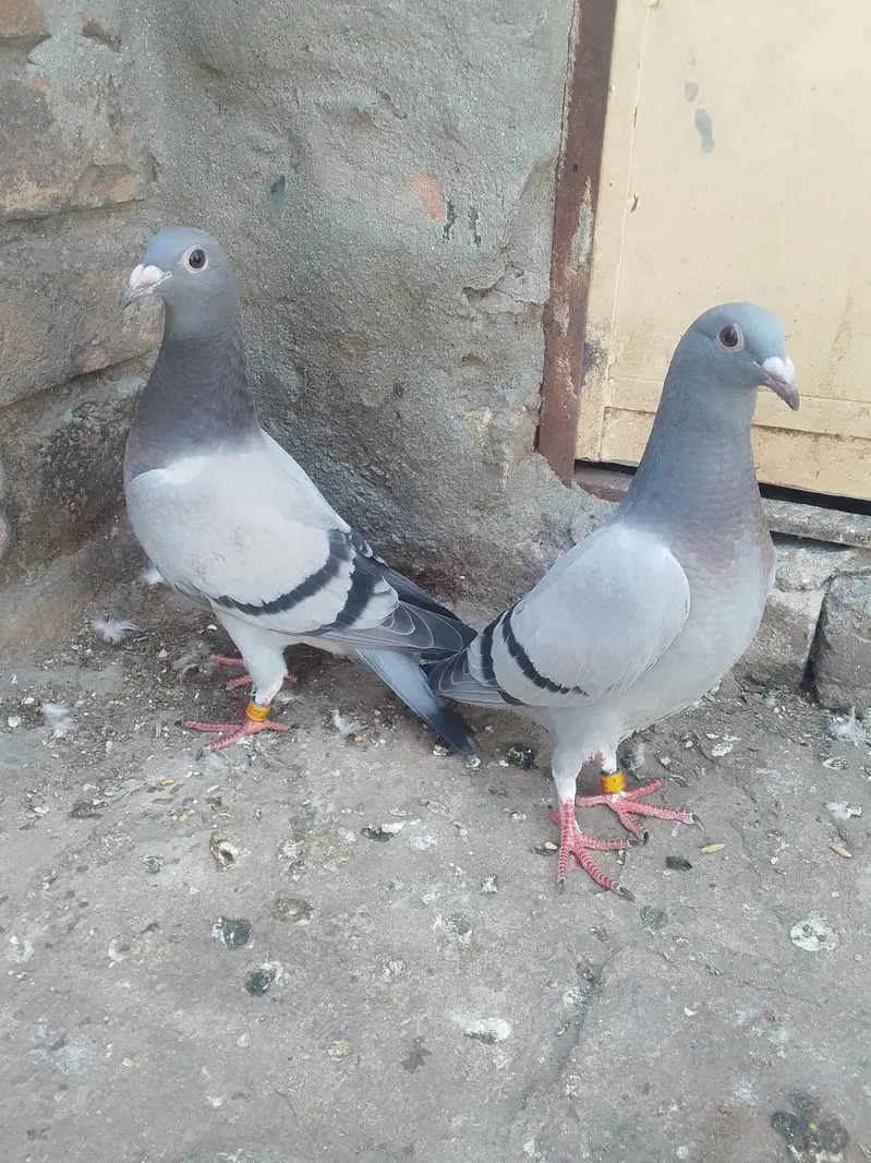 pigeon for slae03468573080 — photo 2