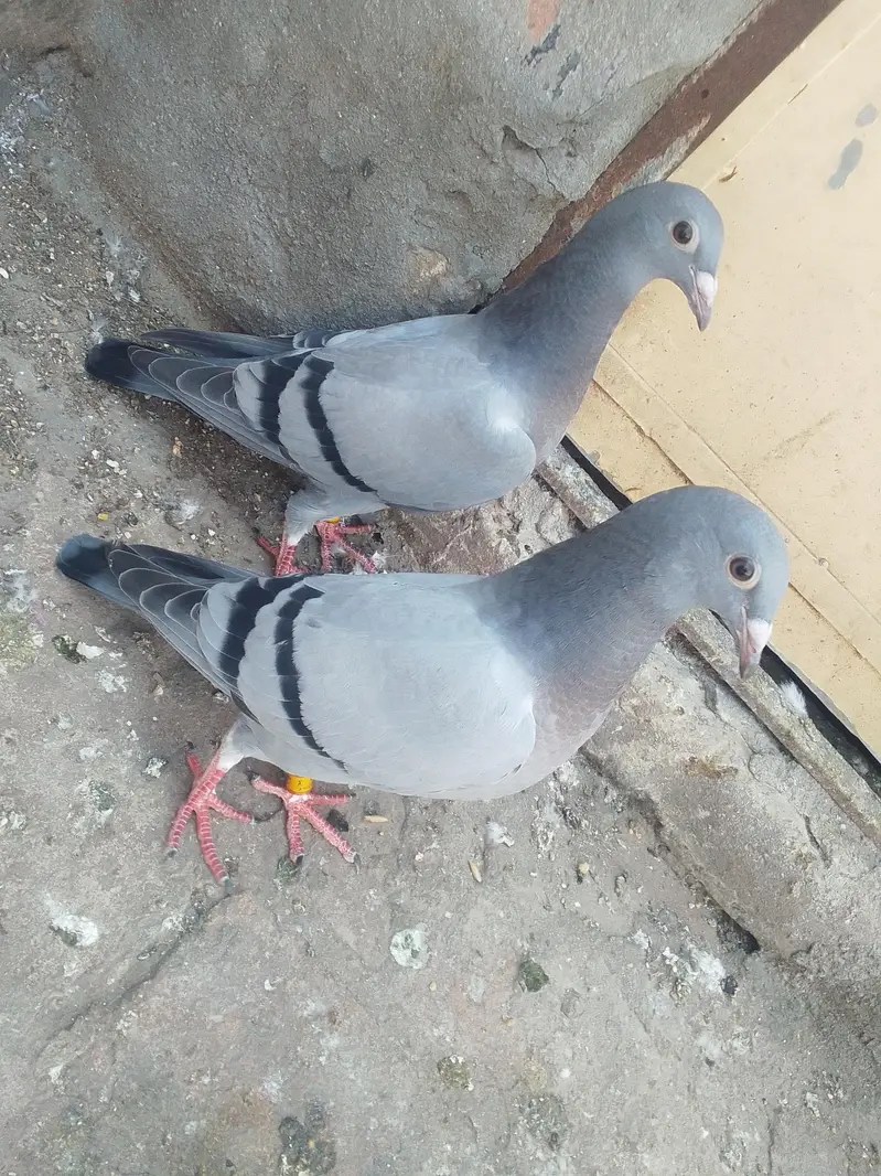 pigeon for slae03468573080 — photo 3