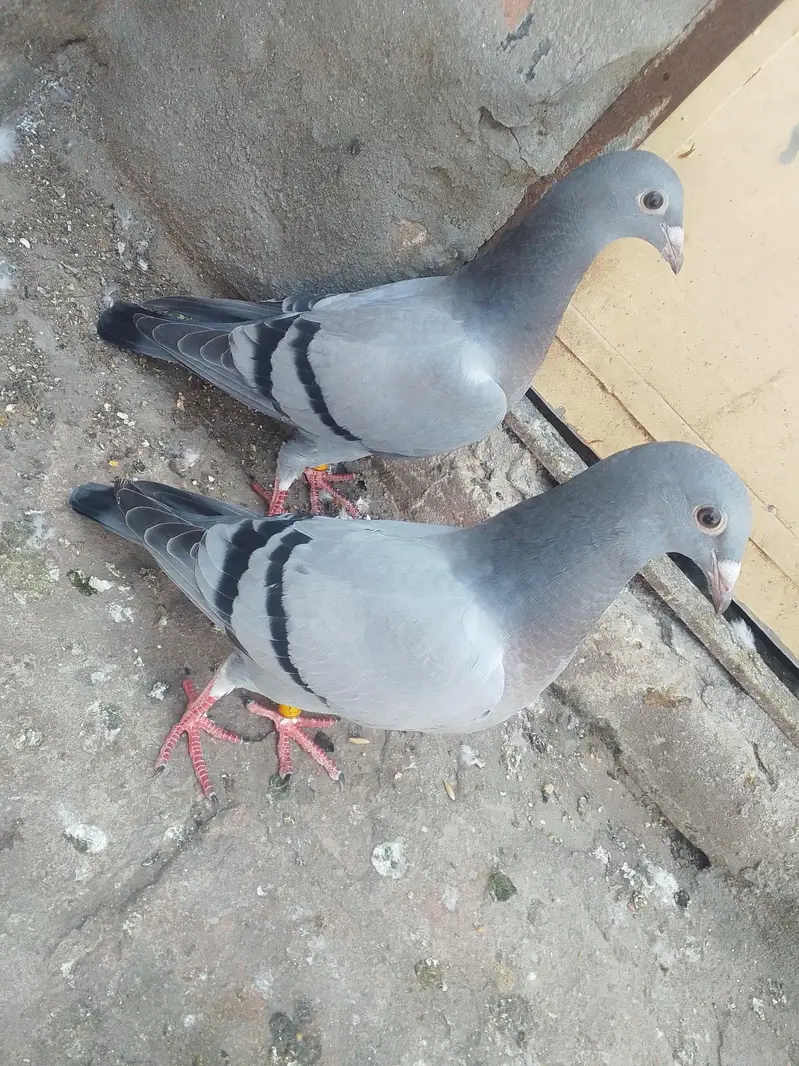 pigeon for slae03468573080 — photo 4