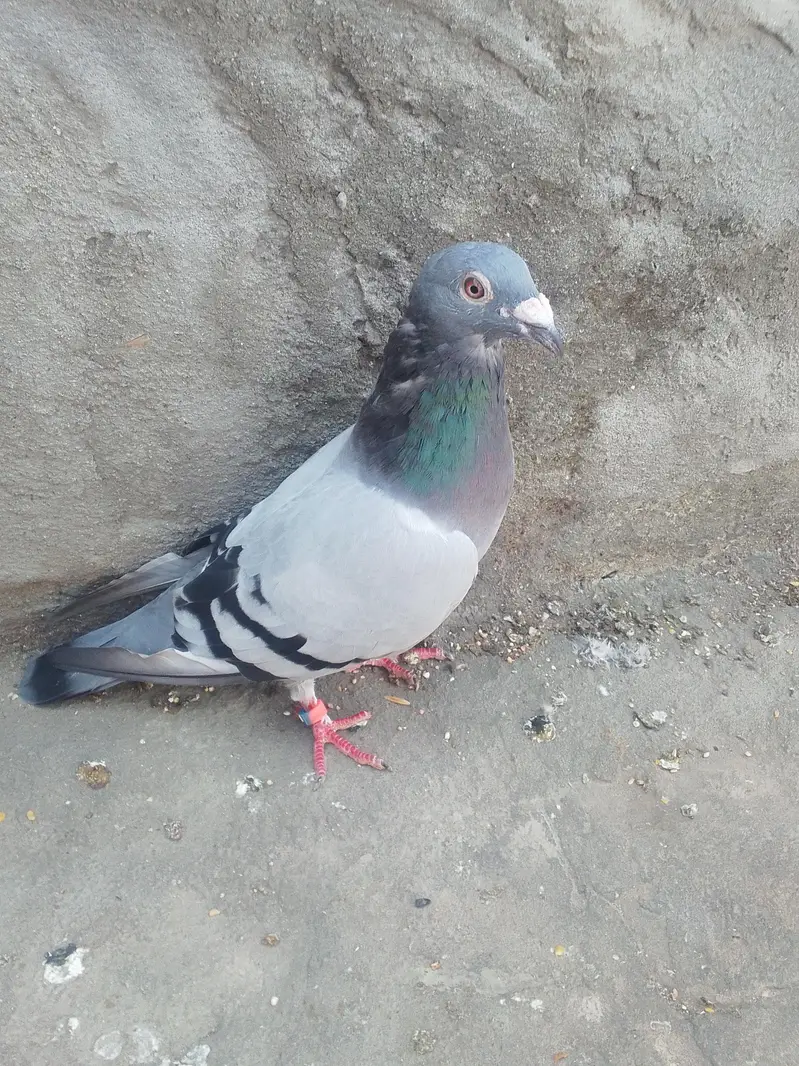 pigeon for slae03468573080 — photo 5