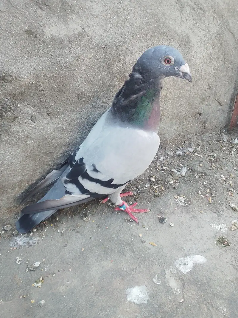 pigeon for slae03468573080 — photo 6
