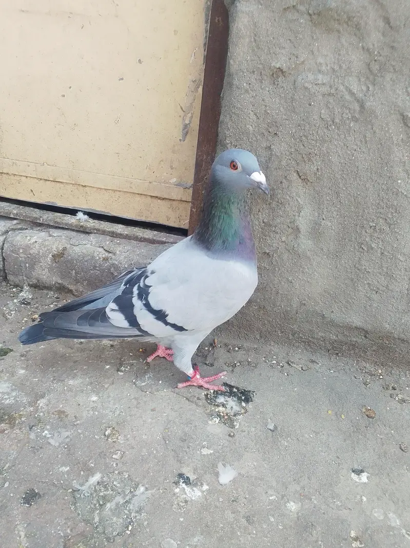 pigeon for slae03468573080 — photo 7