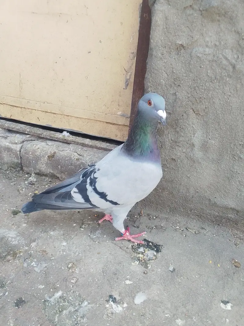 pigeon for slae03468573080 — photo 8