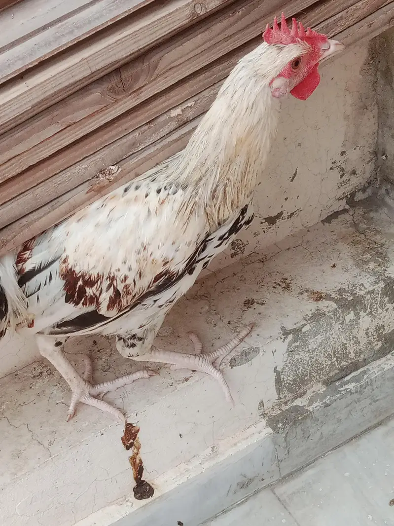 Desi male — photo 2