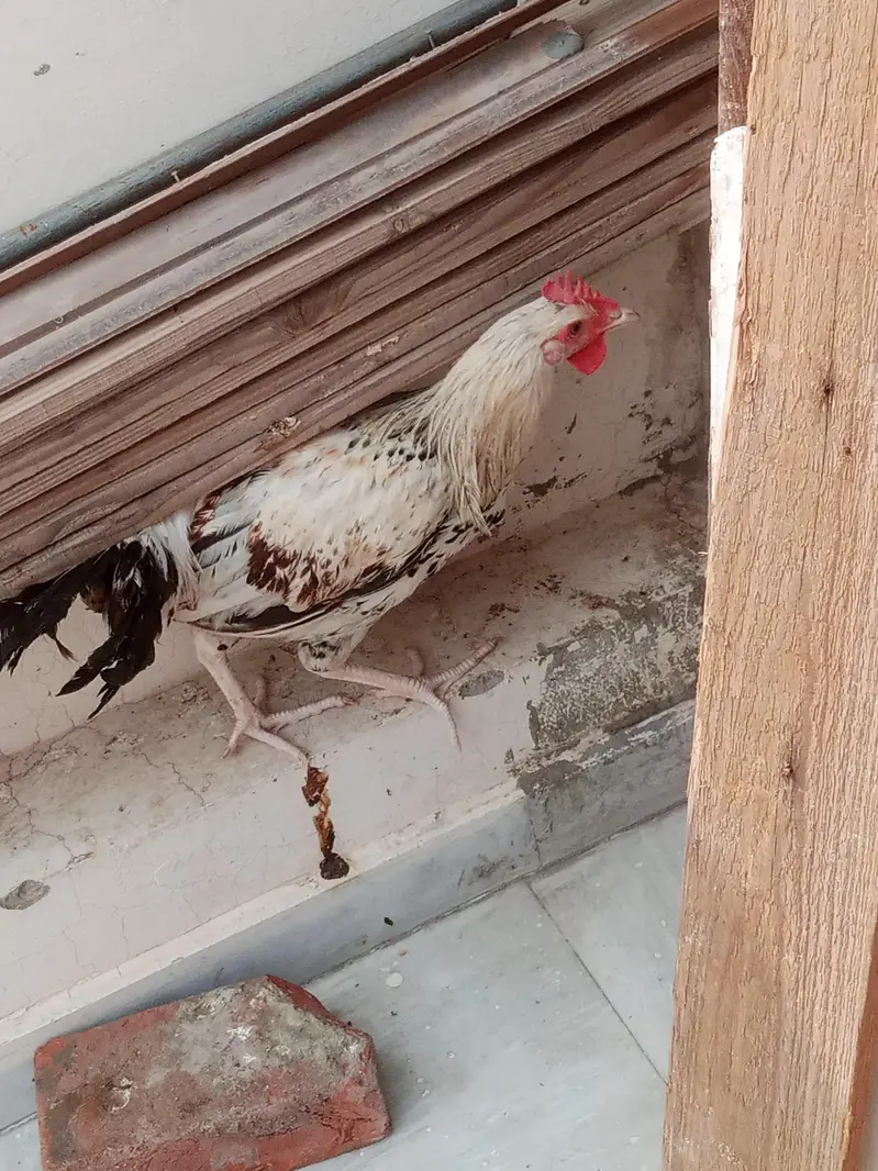 Desi male — photo 3