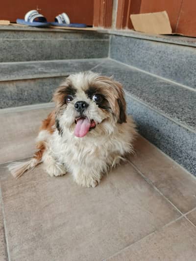 Shih Tzu