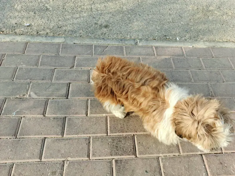 Shih Tzu — photo 2