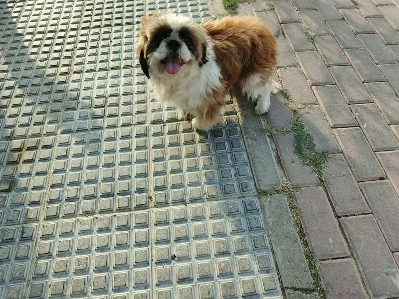 Shih Tzu — photo 3