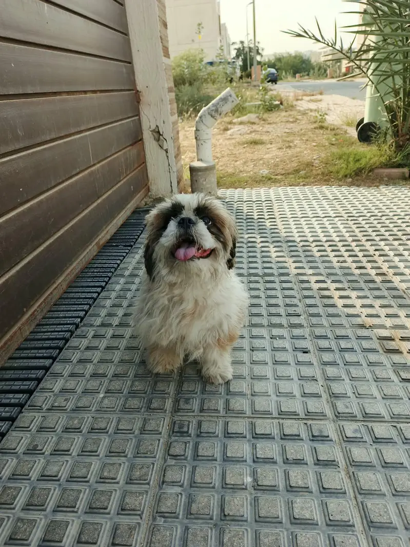 Shih Tzu — photo 4