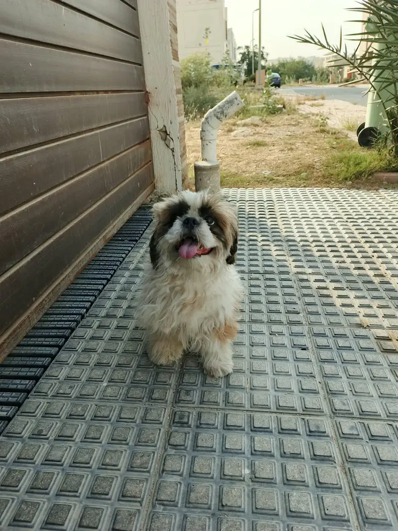 Shih Tzu — photo 5