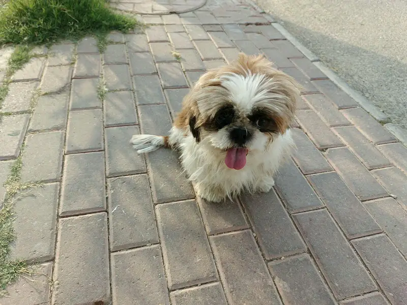 Shih Tzu — photo 6