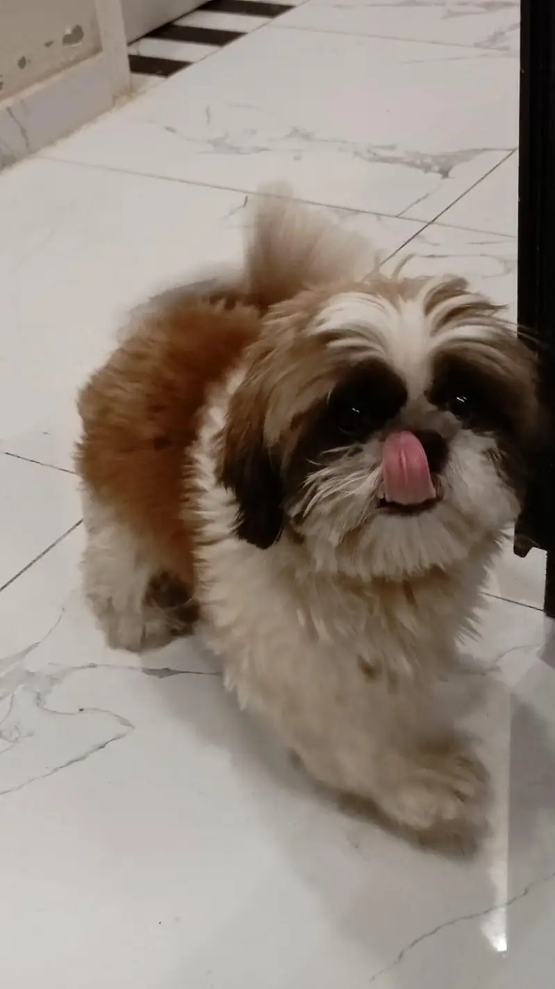 Shih Tzu — photo 7