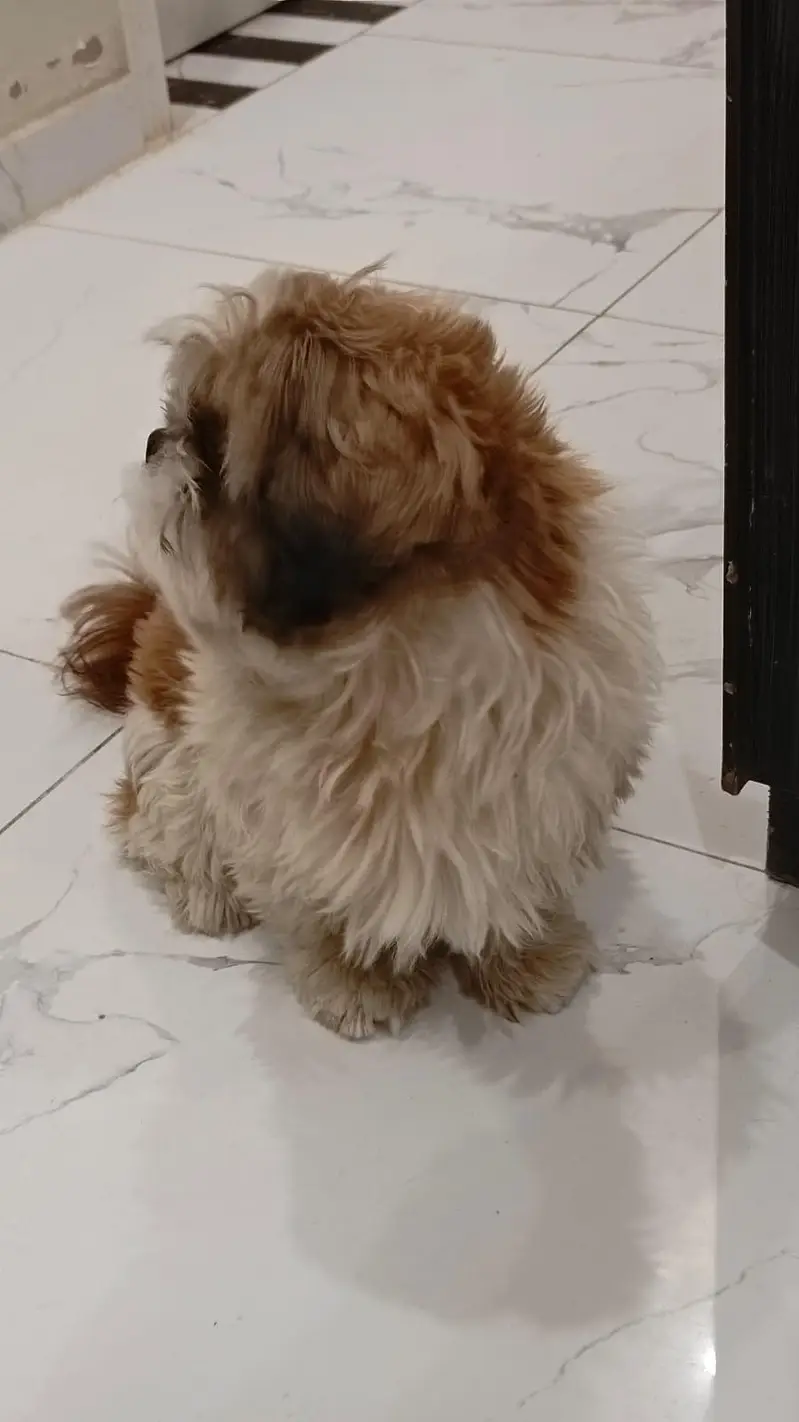 Shih Tzu — photo 8