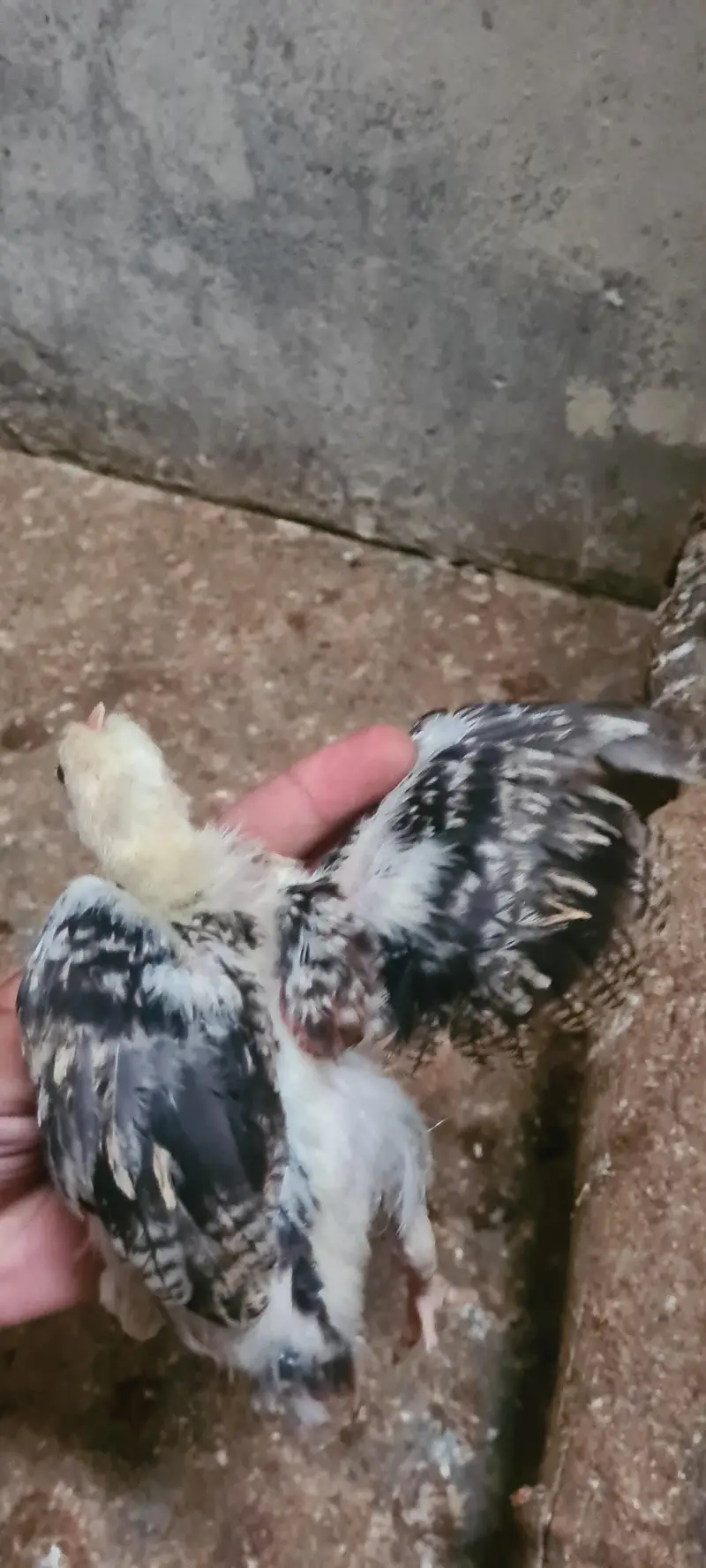 golden misrie chicks 200 SA 250 gram piece — photo 5