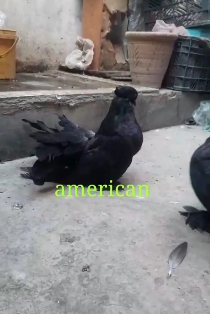 fancy pigein for new shelter — photo 5