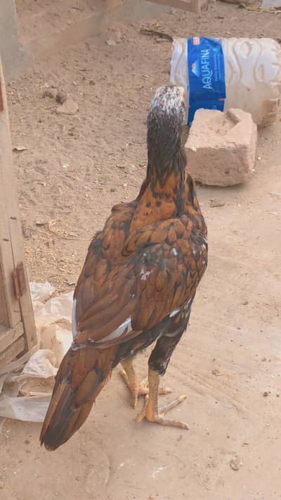 Female available for sale