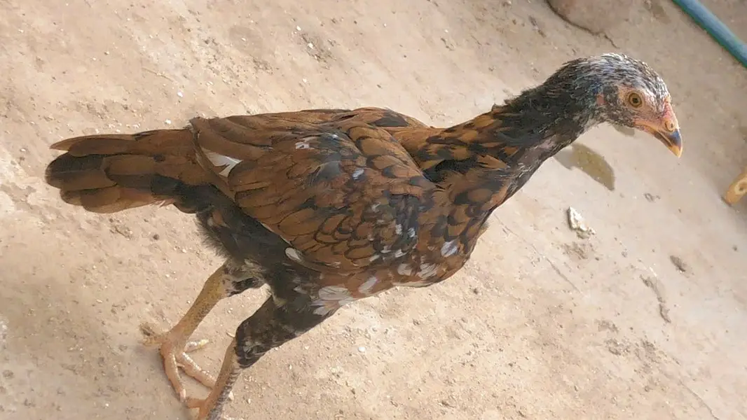 Female available for sale — photo 2