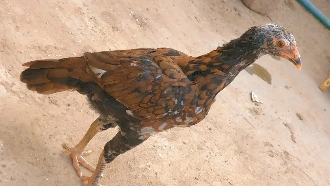 Female available for sale — photo 3