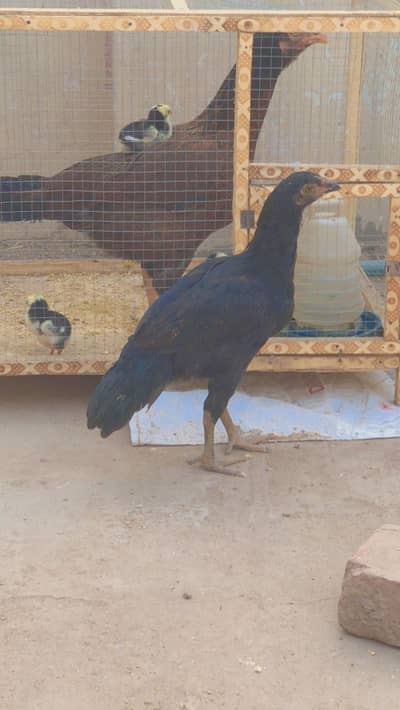 Female available for sale