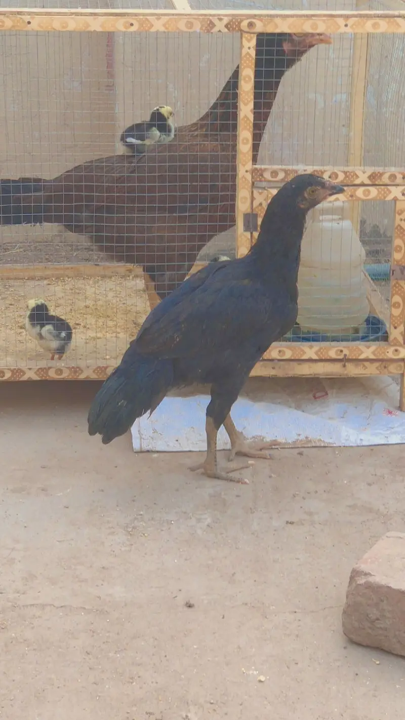 Female available for sale — photo 4