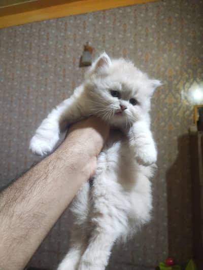 persion kitten