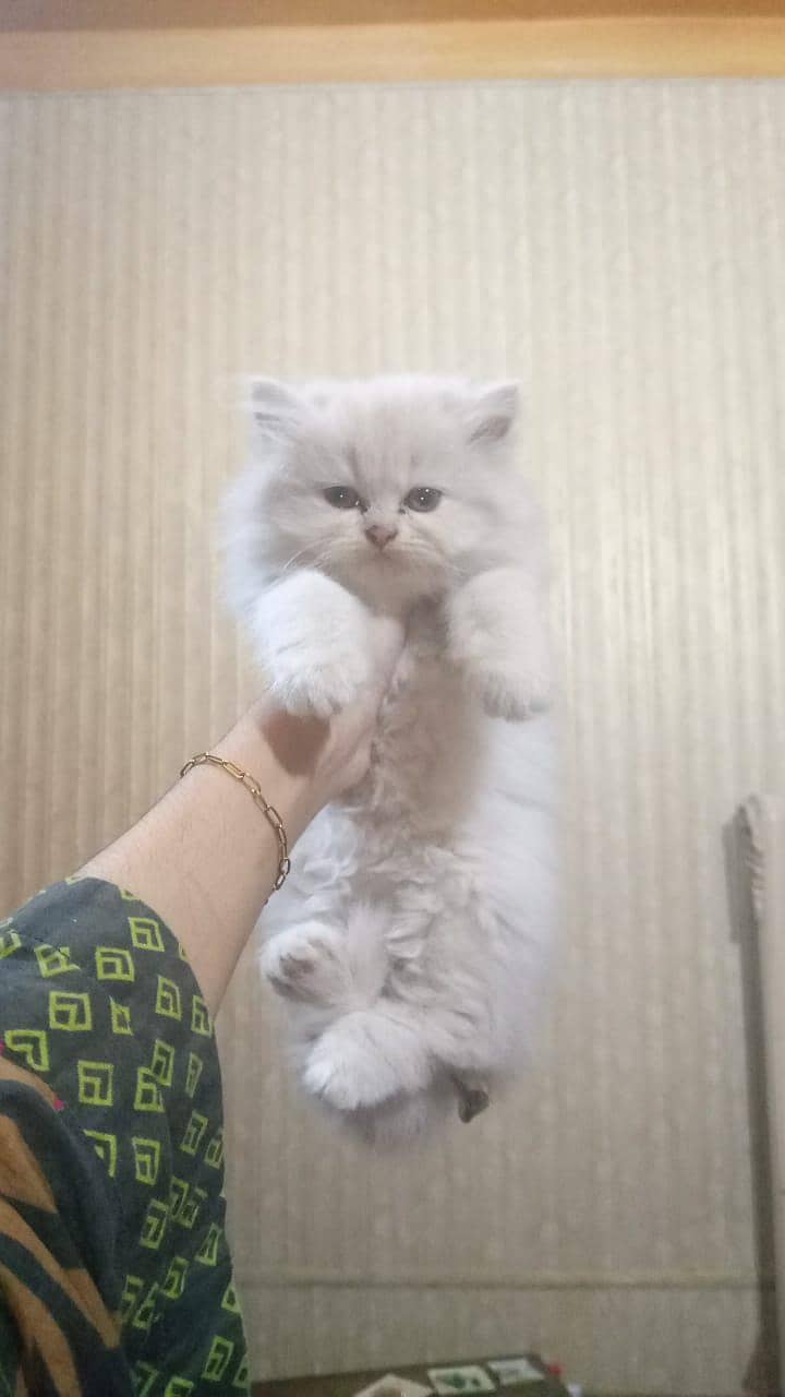 persion kitten 1