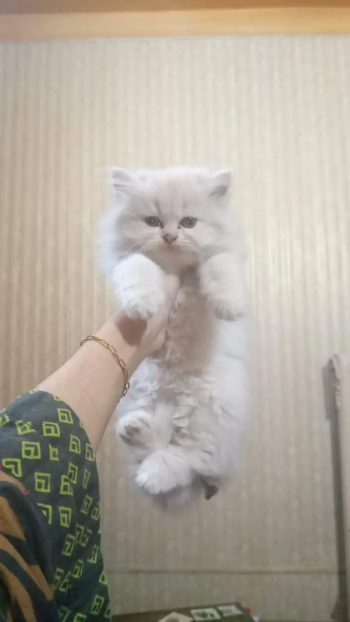 persion kitten — photo 2