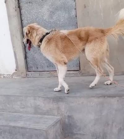 Golden Retriever Cross Dog for Sale / Guard Dog
