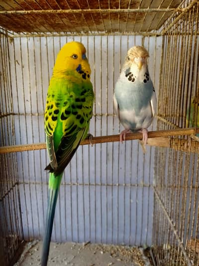 Budgies Undersize