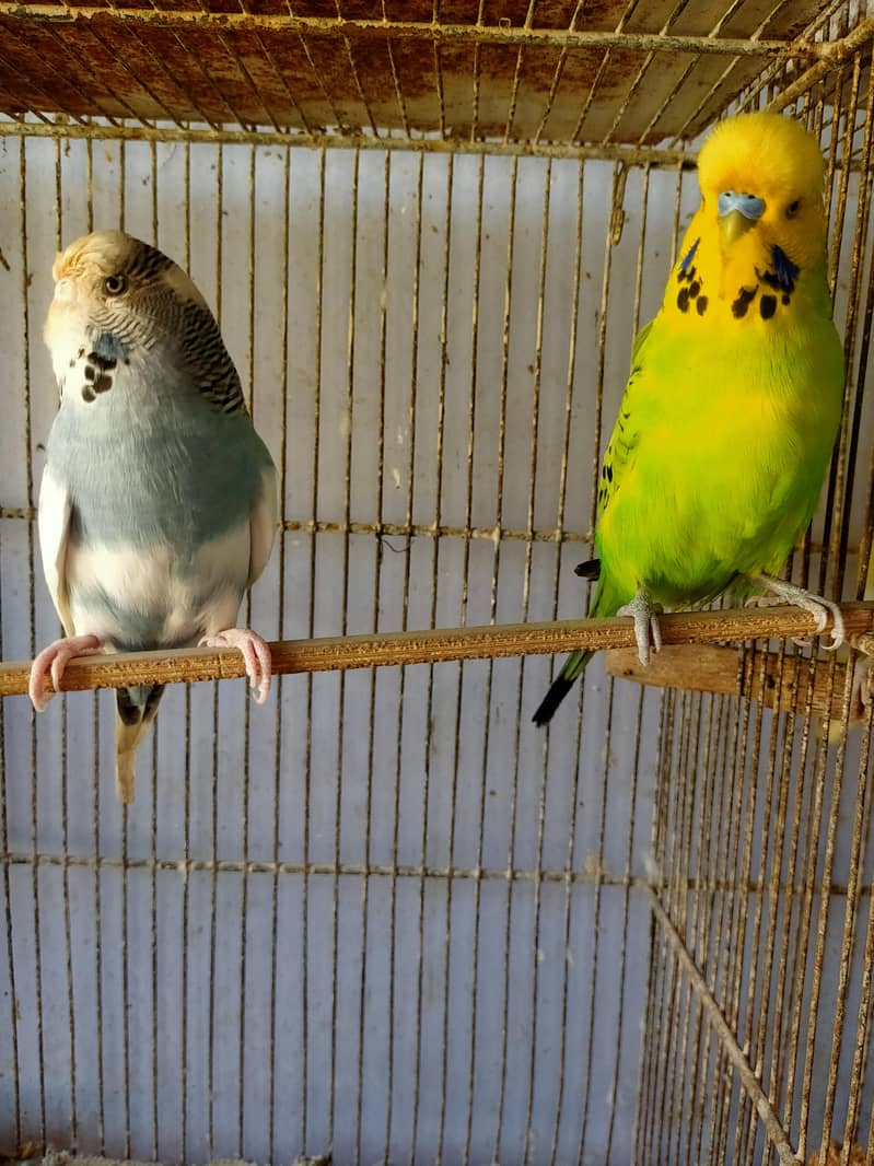 Budgies Undersize 1