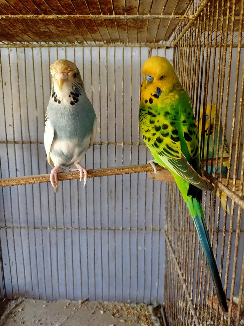 Budgies Undersize 2