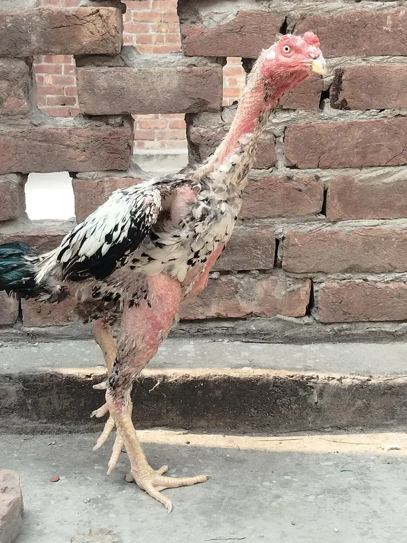 pure aseel patha — photo 2