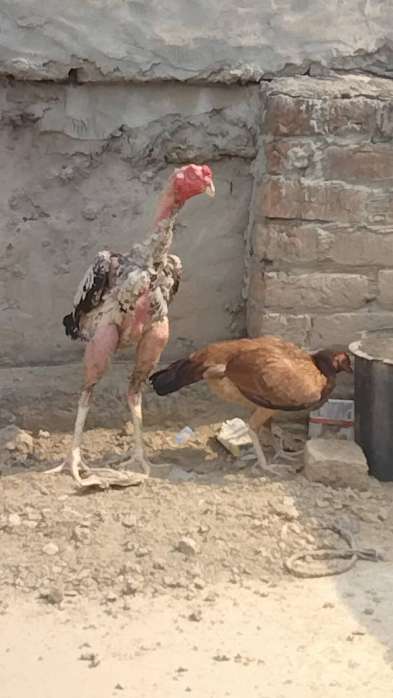 pure aseel patha 2