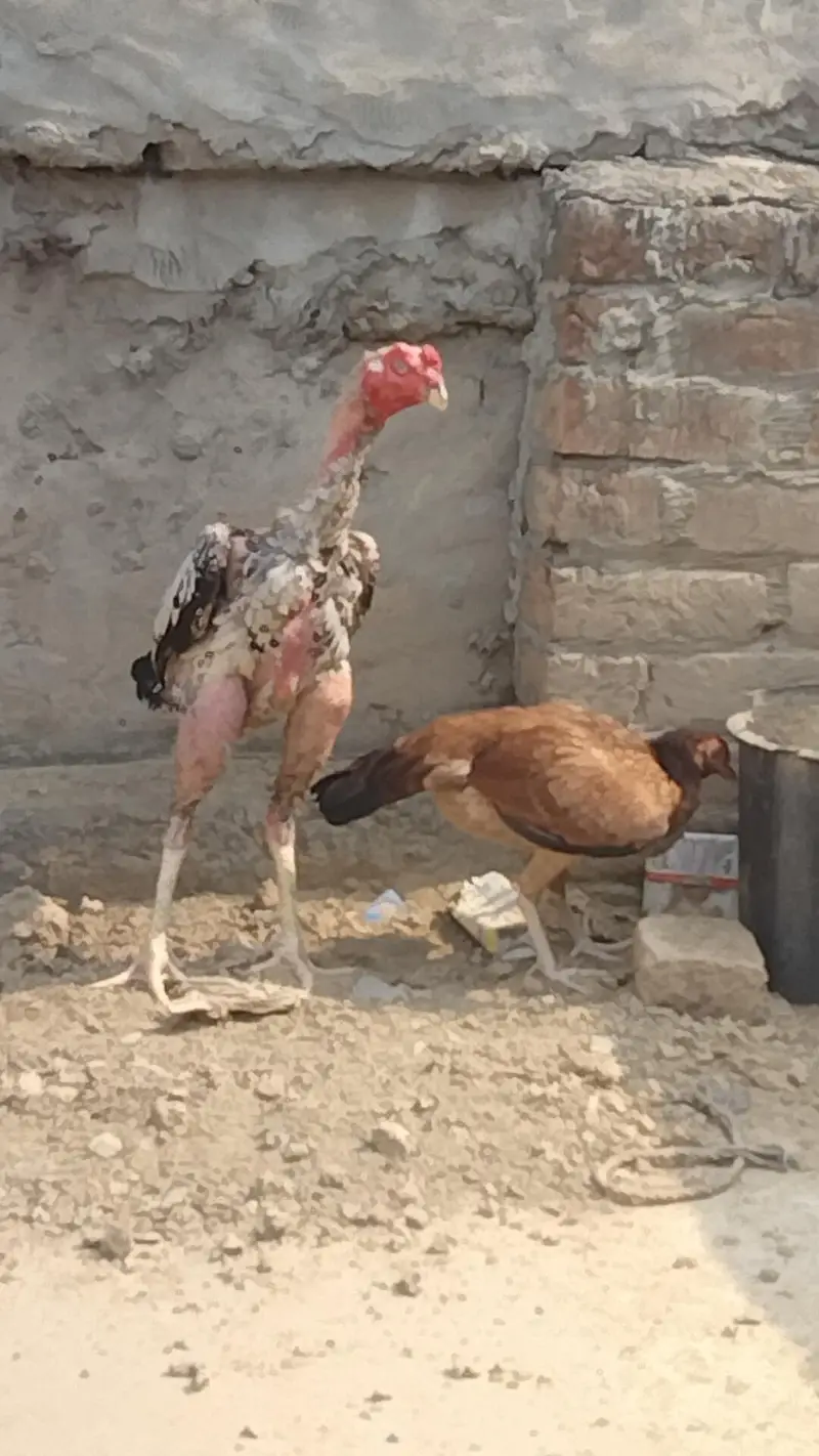 pure aseel patha — photo 3