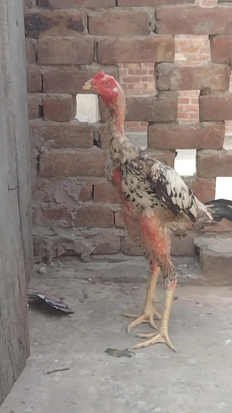 pure aseel patha — photo 4