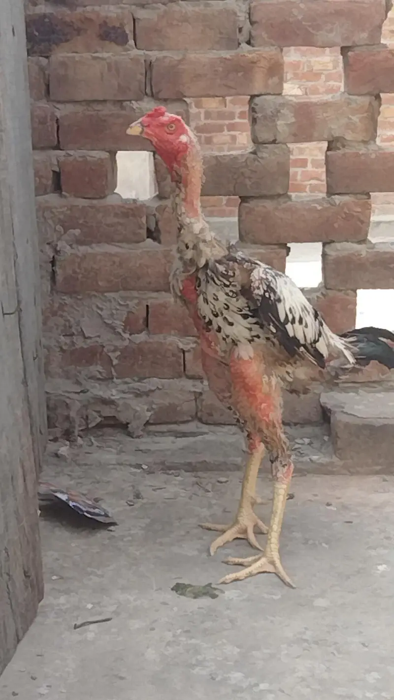 pure aseel patha — photo 5