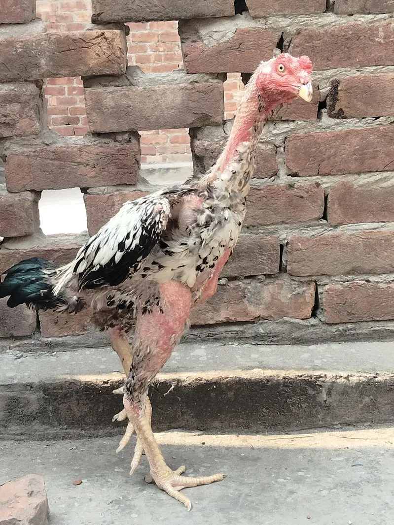pure aseel patha — photo 6