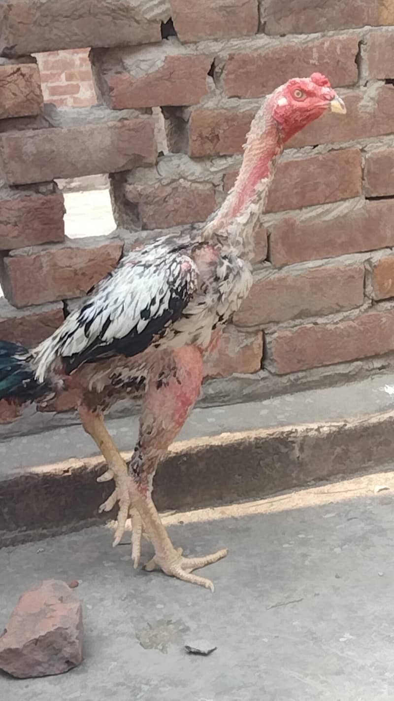 pure aseel patha 6
