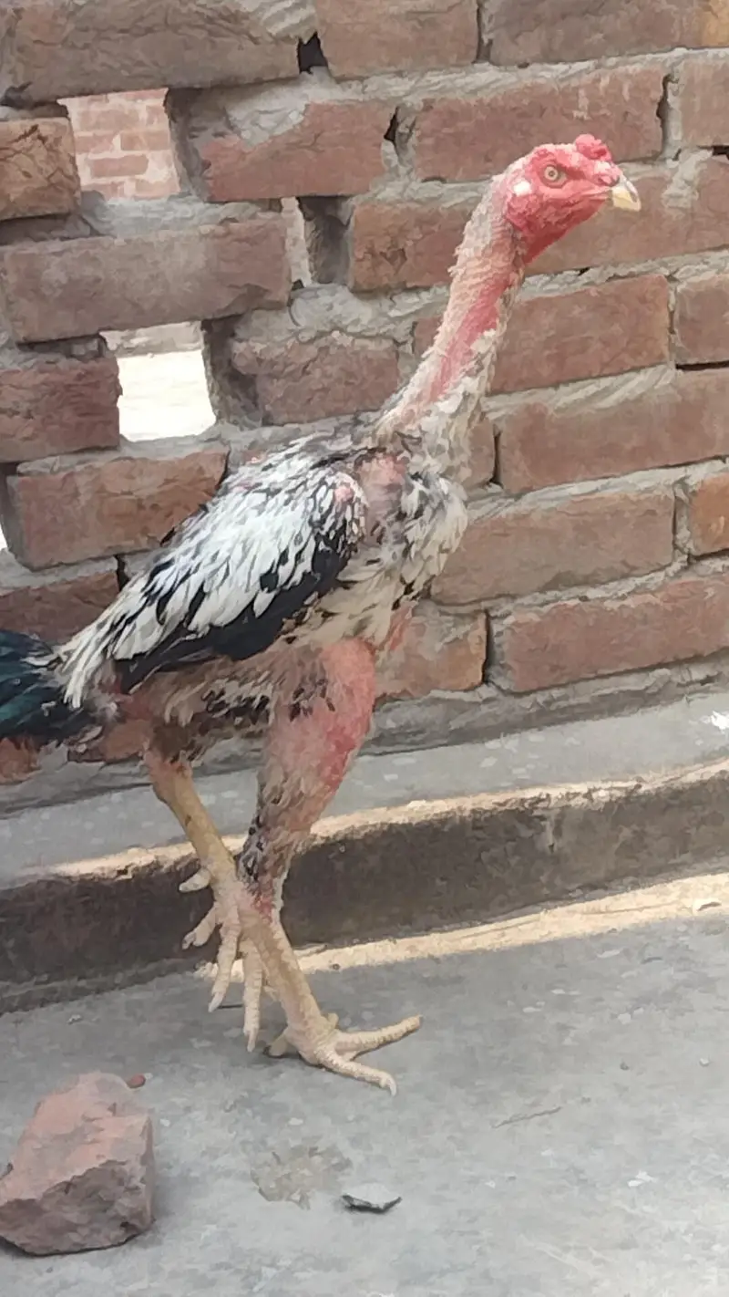 pure aseel patha — photo 7